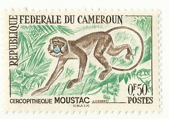 cameroon monkey
