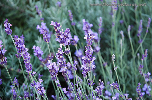 lavender true