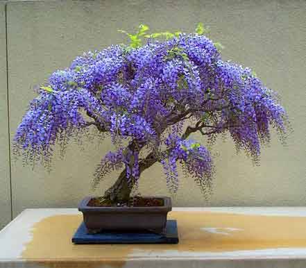 Bonsai Tree Seeds on Focussing On The Indoor Bonsai Tree  Flowering Outdoor Bonsai Tree