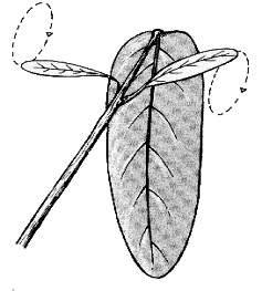 Desmodium Gyrans (plante qui danse ou plante télégraphe)