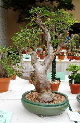 money tree bonsai. Elephant Tree or Fragrant