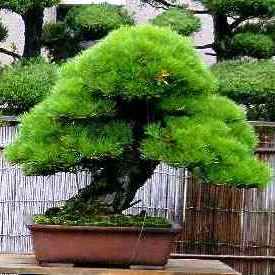 Black Pine Bonsai on Seeds   Japanese Black Pine Or Pinus Thunbergii Bonsai Tree Seeds Was