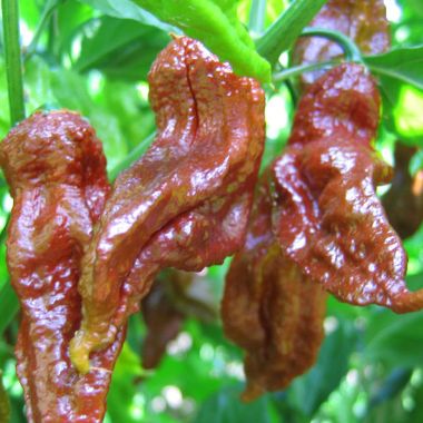 Ghost Chili Seeds