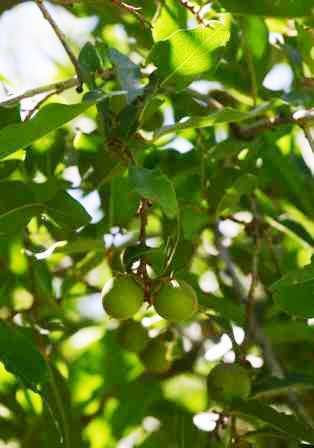 Savanna Jackalberry Tree