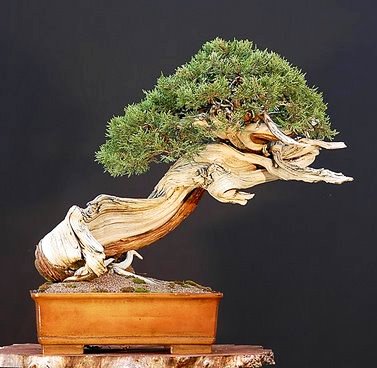 Bonsai Pinus