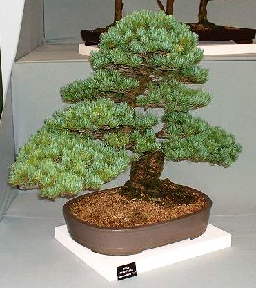 Bonsai Trees on Seeds   Pinus Parviflora Or Japanese White Pine Bonsai Tree Seeds Was