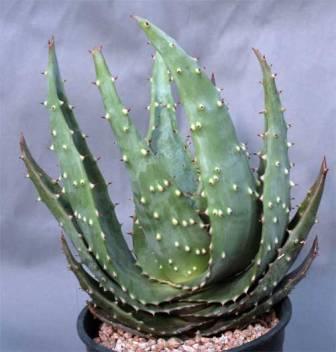 Aloe aculatia
