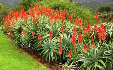 Aloe Garden