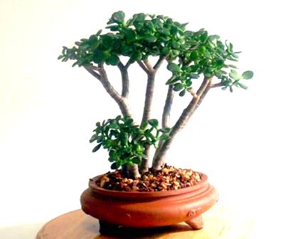other bonsai - jade tree - crassula ovata bonsai seed + gift was sold
