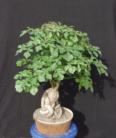 http://images.bidorbuy.co.za/user_images/651/390Cussonia_sphaerocephala_bonsai.jpg