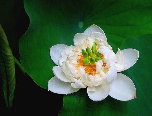 lotus nelumbo nucifera