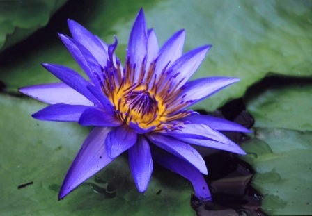 nymphaea lily