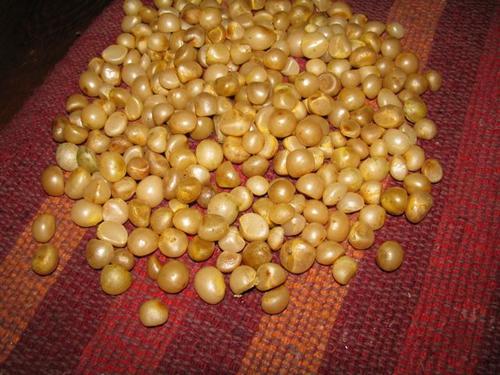 Clivia Seeds
