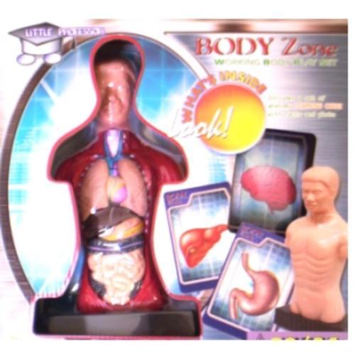 organs of human body. HUMAN BODY 3D MODEL